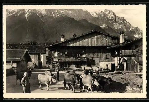 AK Untergrainau, Altes Bauernhaus, Viehtrieb, Alpenpanorama