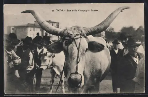 AK Siena, Bue della Campagne Senese