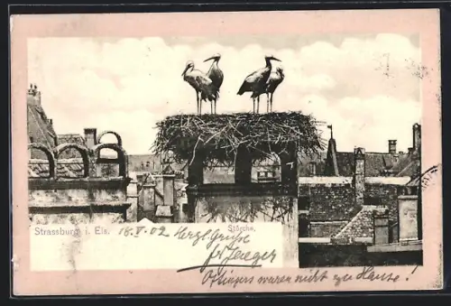 AK Strassburg i. Els., Störche