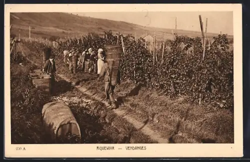 AK Riquewihr, Vendanges dans les vignes avec travailleurs portant des tonneaux