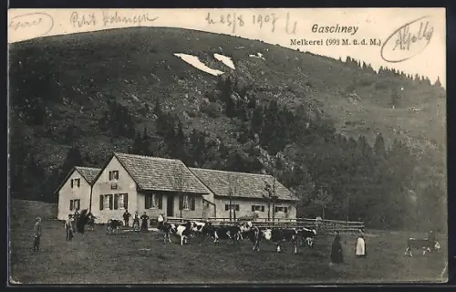 AK Gaschney, Laiterie avec des vaches au pâturage devant une colline boisée