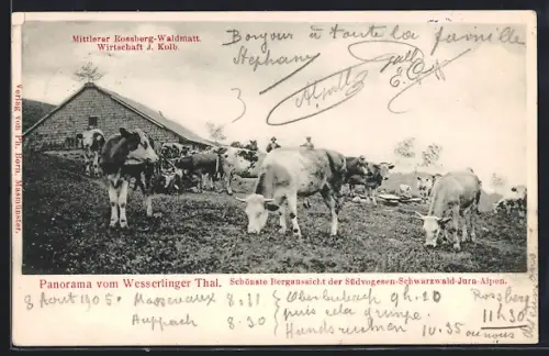 AK Wesserling, Panorama des montagnes du Sud de la Forêt-Noire avec des vaches au pâturage