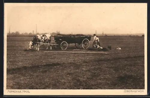 AK Aspach-le-Haut /Oberaspach, Scène rurale avec charrette à boeufs dans les champs