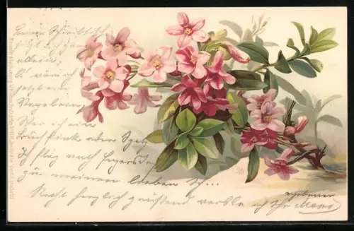 Künstler-AK Meissner & Buch (M&B) Nr. 1029: Von der Alm, Blumen