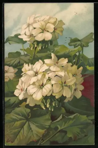 Künstler-AK A.Haller: Weisse Geranien