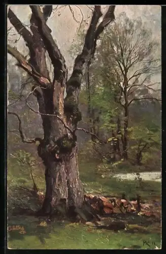 Künstler-AK Wohlgemuth & Lissner, Primus-Postkarte No. 824: Der deutsche Wald, knorriger Baum