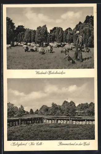 AK Habighorst, weidende Heidschnucken, Bienenstand in der Heide
