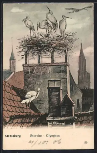 Künstler-AK Strasbourg, Cigognes sur un nid au sommet d`une maison avec la cathédrale en arrière-plan