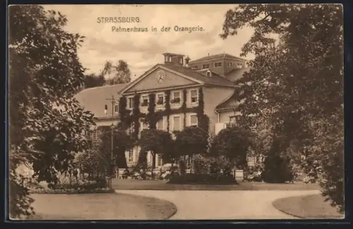 AK Strassburg, Palmenhaus in der Orangerie