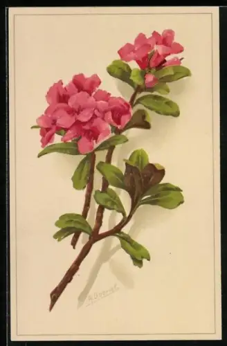 Künstler-AK Meissner & Buch (M&B) Nr. 2059: Gruss aus den Alpen, Zweig mit Blüten