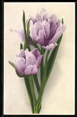 Künstler-AK Meissner & Buch (M&B) Nr. 2215: rosa Tulpen