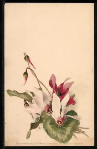 Künstler-AK Meissner & Buch (M&B) Nr. 1029: Von der Alm, Alpenveilchen