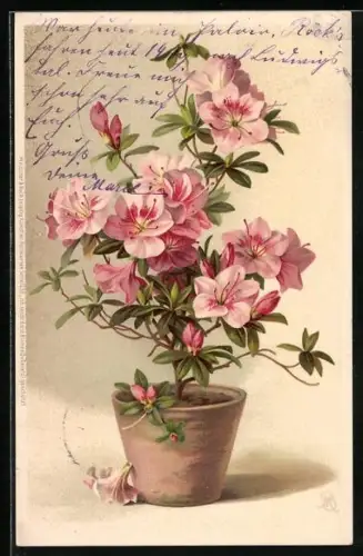 Künstler-AK Meissner & Buch (M&B) Nr. 1250: Topfblume als Geburtstagsgruss