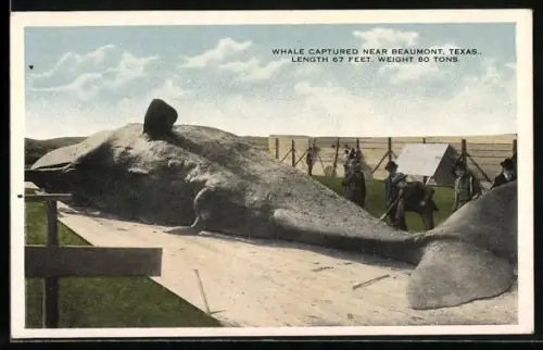 AK Beaumont, TX, Whale Captured near Beaumont