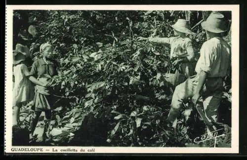 AK Guadeloupe, La cueillette du café, Kaffeeanbau