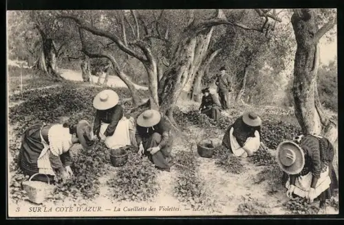 AK Sur La Cote D`Azur, La Cueillette des Violettes, Arbeiter bei der Ernte, Parfümeur