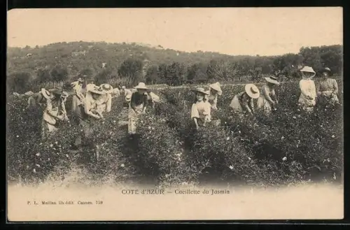 AK Cueillette des Jasmins, Parfümerie