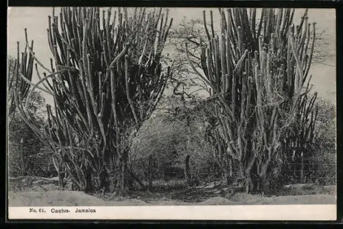 AK Jamaica, Cactus