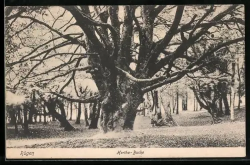 AK Rügen, Stamm und Äste der Hertha-Buche