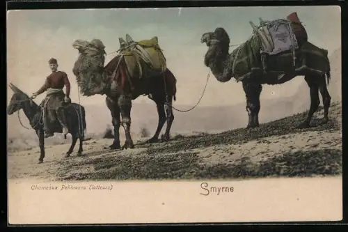 AK Smyrne, Chameaux Pehlavans (lutteurs)