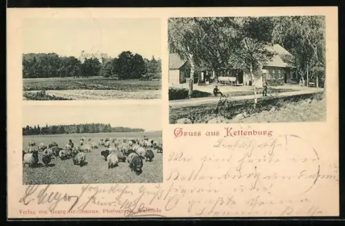 AK Kettenburg, Ansicht vom Gasthof, Feld mit Schafherde