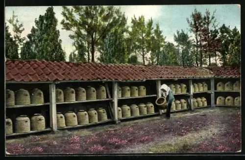 AK Bienenzaun bei Hamwiede in der Lüneburger Heide