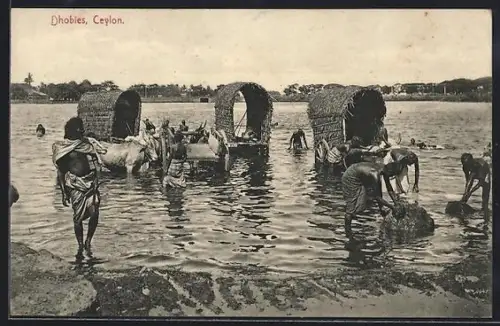 AK Dhobies /Ceylon, Inder mit Rindern am Strand