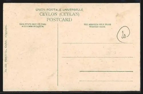 AK Dhobies /Ceylon, Inder mit Rindern am Strand