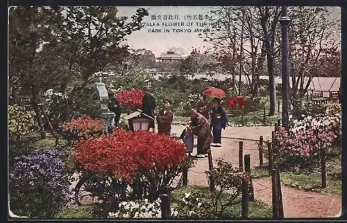 AK Tokyo, Azalea Flowers in a Park
