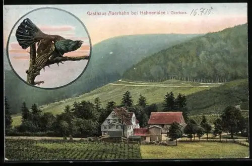 AK Hahnenklee i. Oberharz, Gasthaus Auerhahn