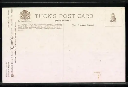 Künstler-AK Raphael Tuck & Sons Nr. 2377: Sea Shells on a Table