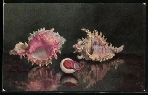 Künstler-AK Raphael Tuck & Sons Nr. 2377: Sea Shells, prickly