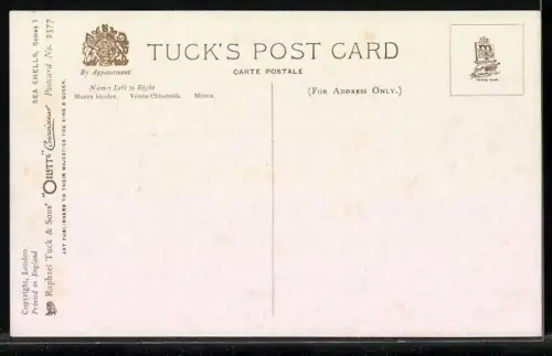 Künstler-AK Raphael Tuck & Sons Nr. 2377: Sea Shells, prickly