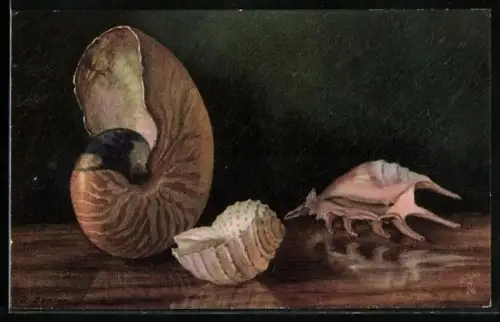 Künstler-AK Raphael Tuck & Sons Nr. 2377: Three Sea Shells