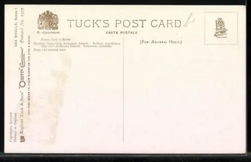 Künstler-AK Raphael Tuck & Sons Nr. 2377: Three Sea Shells