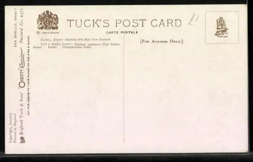 Künstler-AK Raphael Tuck & Sons Nr. 2377: Five Sea Shells