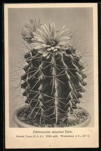AK Echinocactus sinuatus Dietr, Kaktus