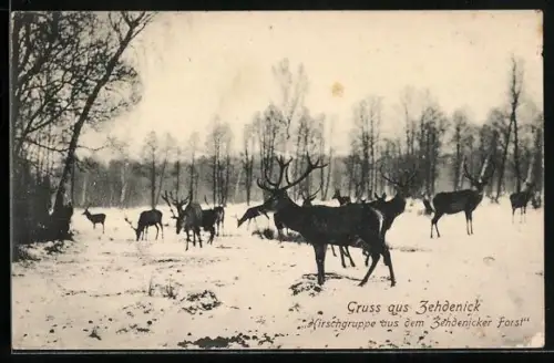 AK Zehdenick, Hirschgruppe im Zehdenicker Forst