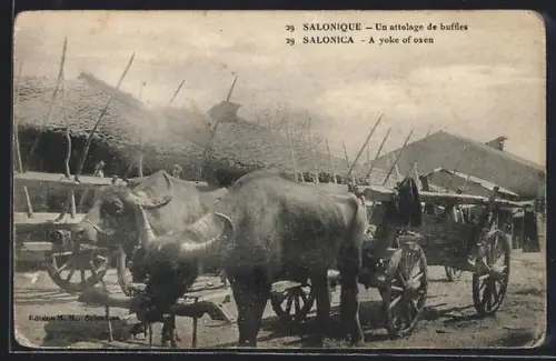 AK Salonique, Un attelage de buffles