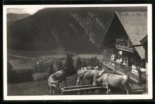 AK Bayrischzell, Zellerniederalm, Gasthof, Kühe, Ortsblick