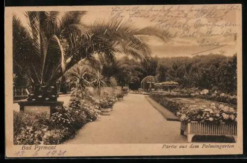 AK Bad Pyrmont, Partie aus dem Palmengarten