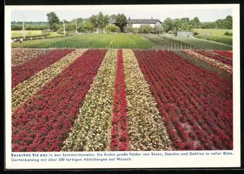AK Elmshorn in Holstein, Grossgärtnerei Horstmann & Co., Felder von Rosen, Stauden und Dahlien