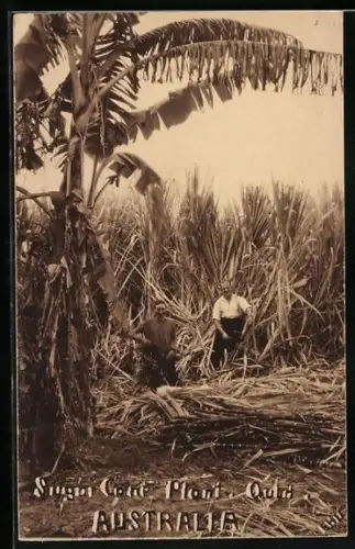 Foto-AK Queensland, Sugar Cane Plant