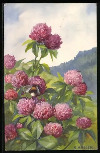 Künstler-AK A.Haller: Schöne rote Blumen