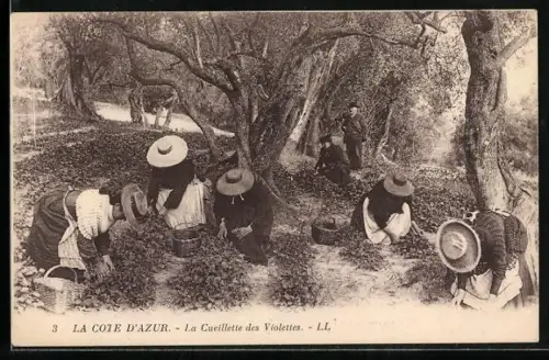 AK La Cote d`Azur, La Cueillette des Violettes