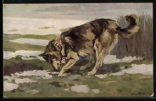 Künstler-AK Sanitätshund auf der Fährte eines Verwundeten