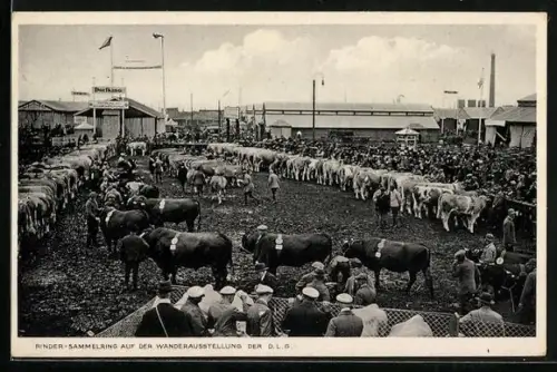 AK Mannheim, 38. Deutsche Landwirtschaftliche Wander-Ausstellung der DLG 1932, Rinder-Sammlung