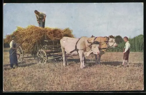 AK Bauern häufen Heu auf ein Kuhgespann