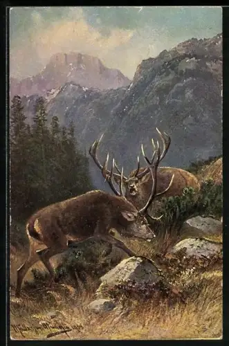 Künstler-AK M.Müller jun.: Kampf zweier Hirsche