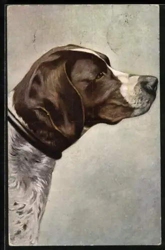 AK Jagdhund, Portrait von der Seite